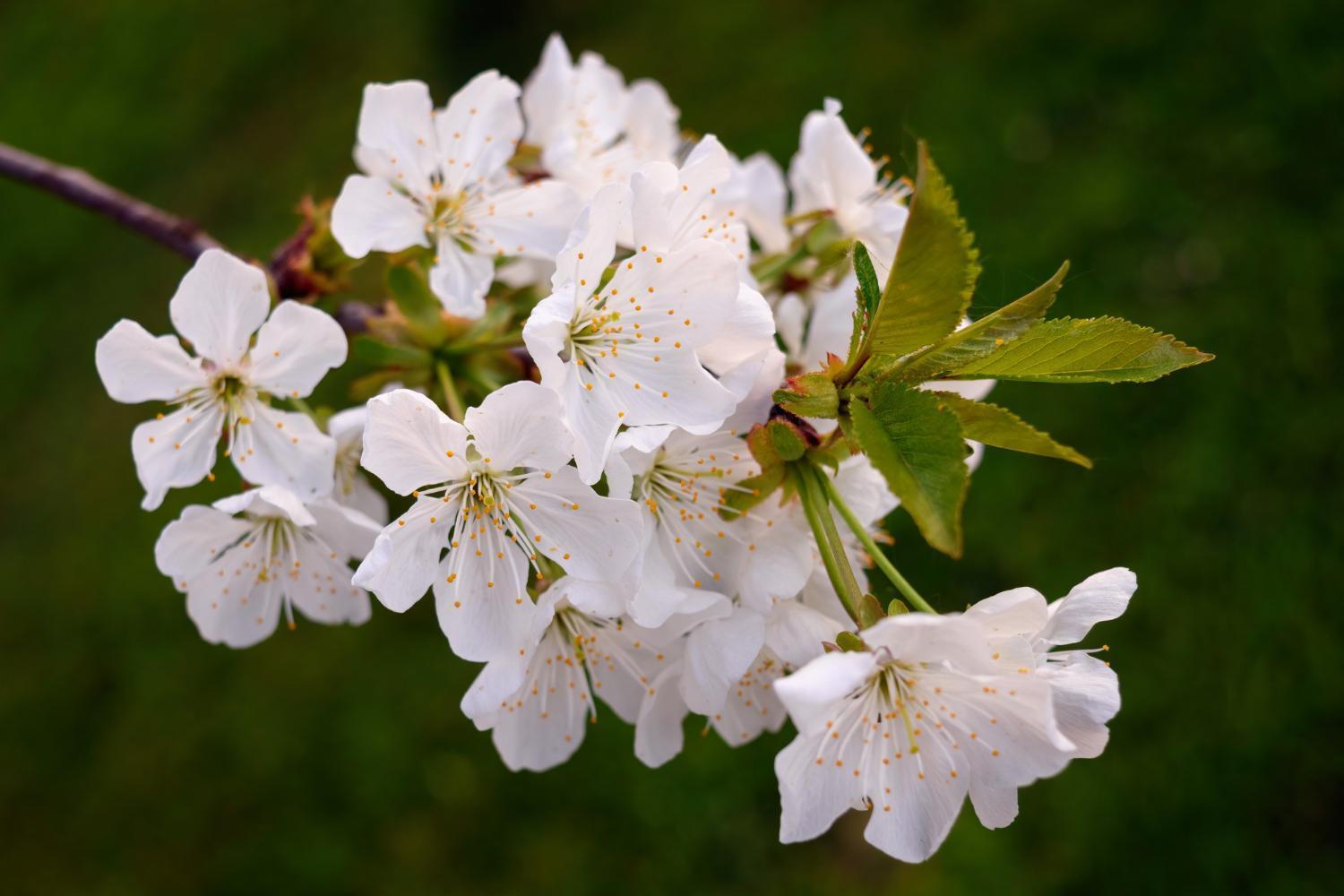 Room In Guest Room - Double Room Apple Blossom Schuttertal Exterior foto